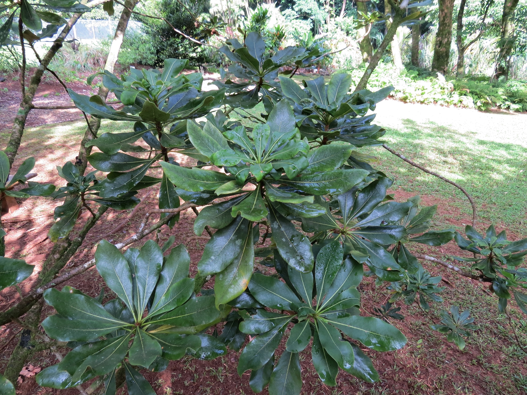 Pittosporum terminalioides