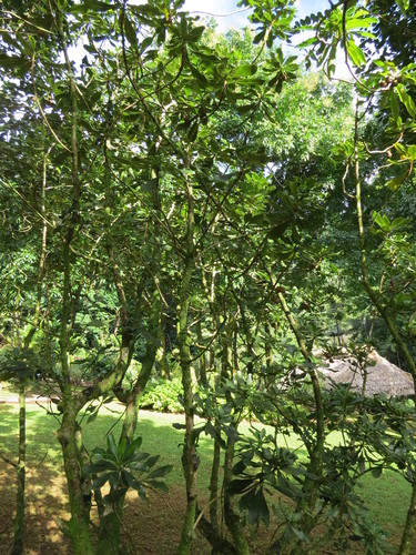 Pittosporum terminalioides