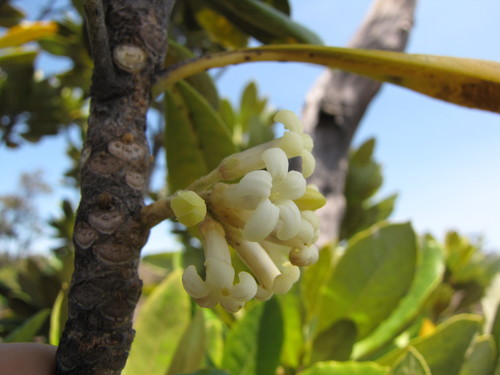 Pittosporum terminalioides