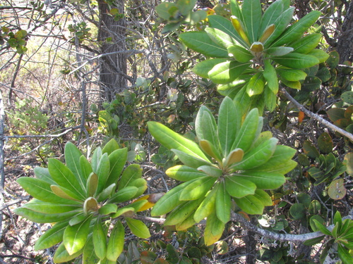 Pittosporum terminalioides