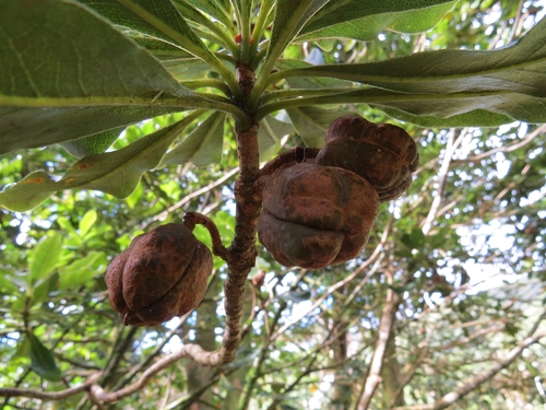 Pittosporum terminalioides