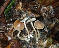 Agrocybe firma