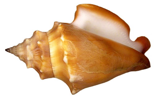 Eastern Pacific fighting conch