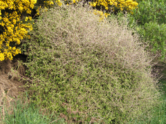 Helichrysum lanceolatum