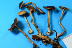 Agrocybe firma