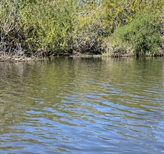 Alligator mississippiensis