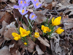 Crocus flavus flavus