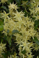 Clematis foetida