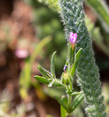 Microsteris gracilis