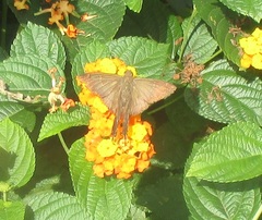 Eudamini