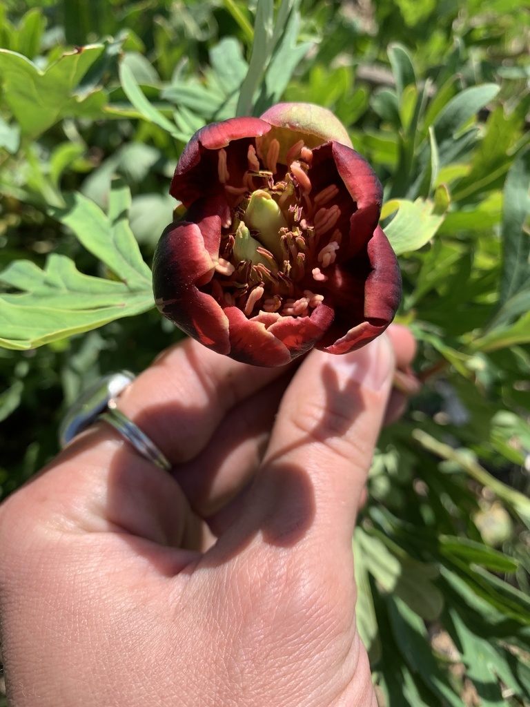 California Peony from Big Sur, CA, US on March 30, 2021 at 11:01 AM by ...