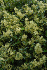 Clematis foetida