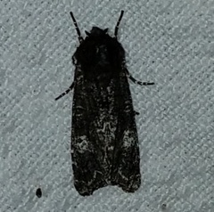 Copivaleria
