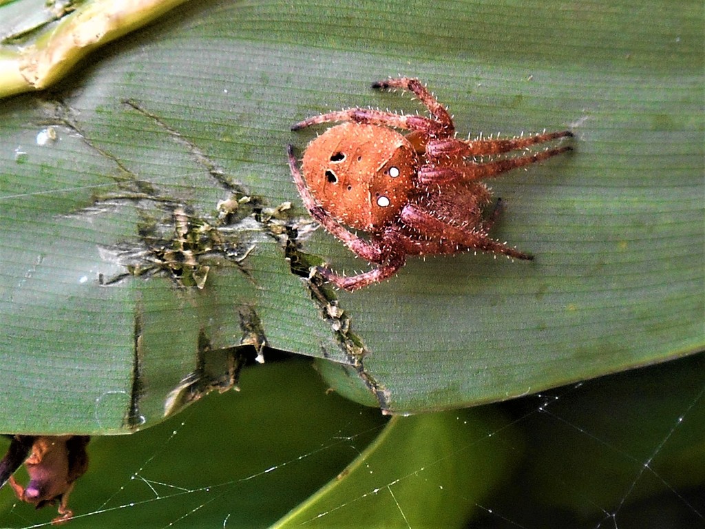 White-spotted Spiky Field Spider