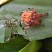 Spiky Field Spiders - Photo (c) Alex Dreyer, some rights reserved (CC BY-NC), uploaded by Alex Dreyer