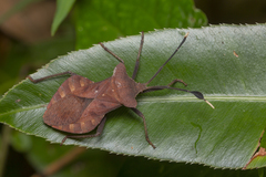 Dalader planiventris