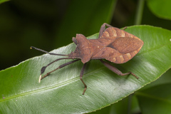 Dalader planiventris