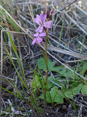 Sibaropsis hammittii