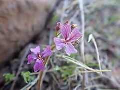 Sibaropsis hammittii