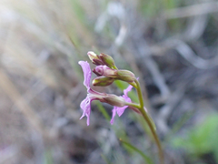 Sibaropsis hammittii