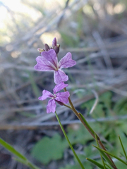 Sibaropsis hammittii