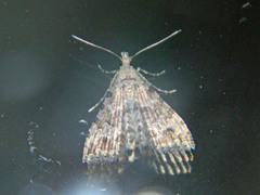 Alucita adriendenisi