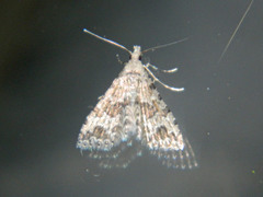 Alucita adriendenisi