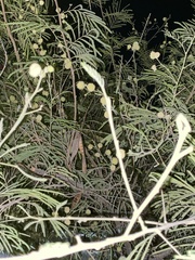 Senegalia berlandieri