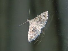 Alucita adriendenisi