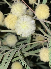 Senegalia berlandieri