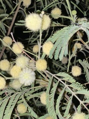 Senegalia berlandieri