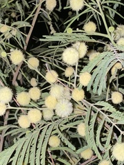 Senegalia berlandieri