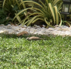 Geopelia striata