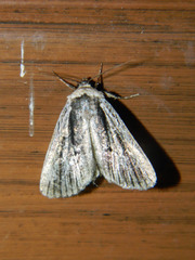 Sympistis badistriga