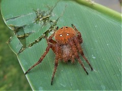 Pararaneus spectator