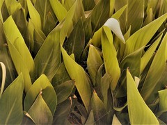 Pararaneus spectator