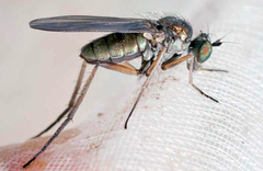 Rhaphium