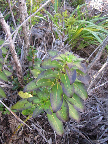 Molokai mirrorplant (Coprosma ternata)