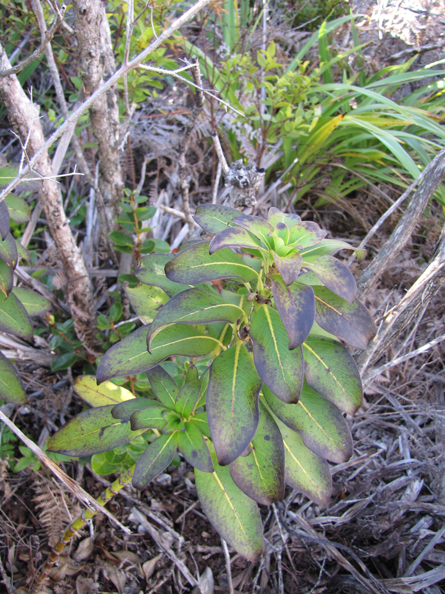 Coprosma ternata