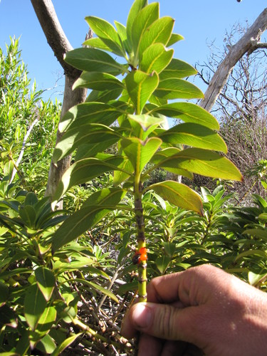Coprosma ternata