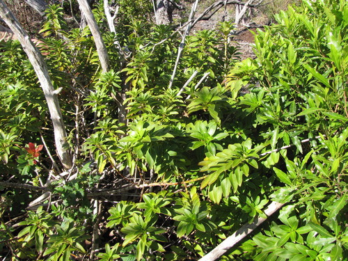 Coprosma ternata