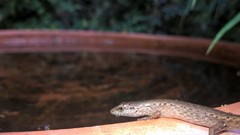 Saproscincus spectabilis