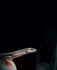 Cryptoblepharus pulcher pulcher