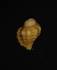 Monoplex lignarius
