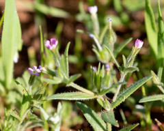 Microsteris gracilis