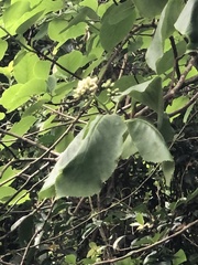 Ehretia dicksonii