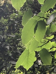 Ehretia dicksonii