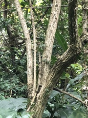 Ehretia dicksonii