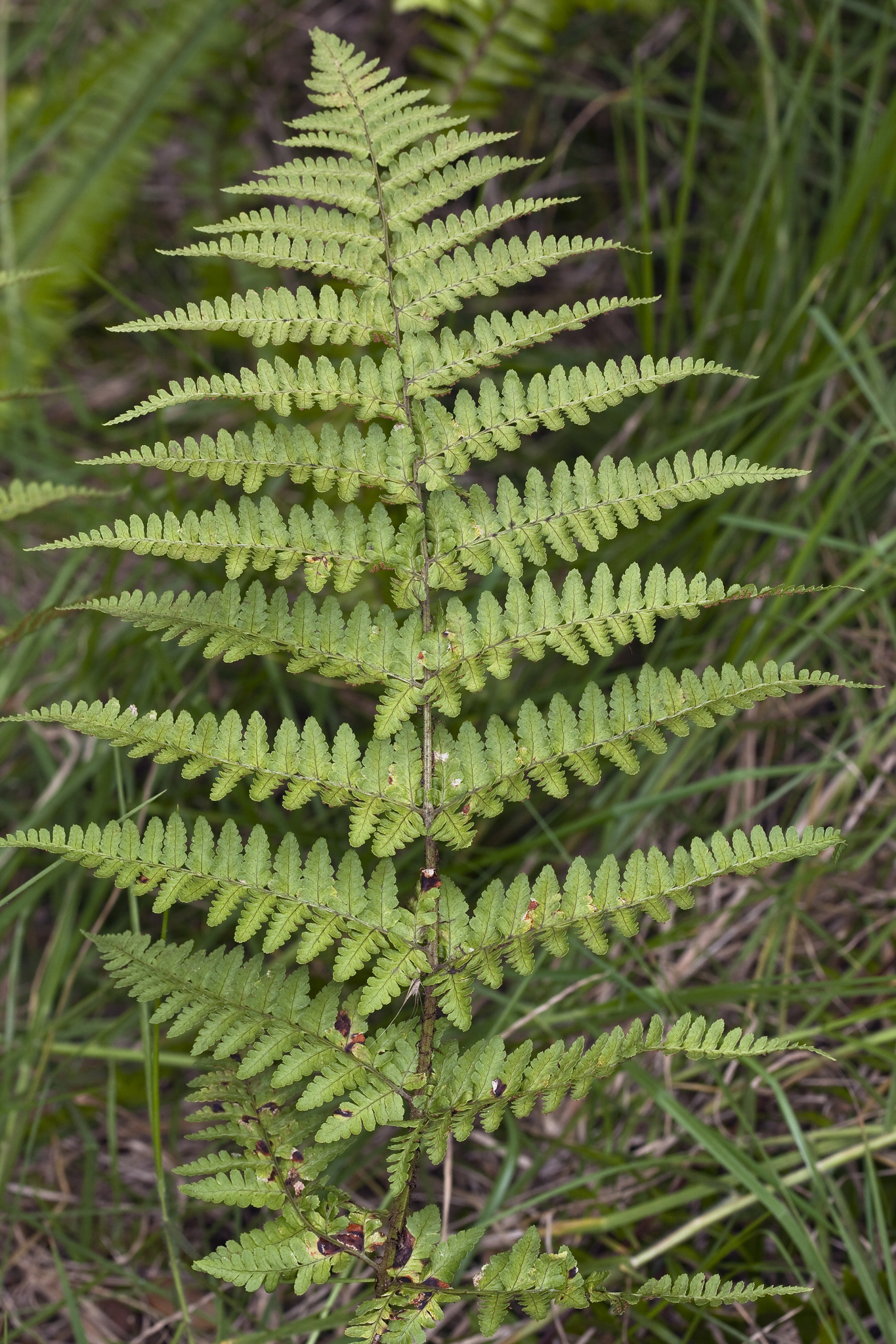 Dryopteris hawaiiensis