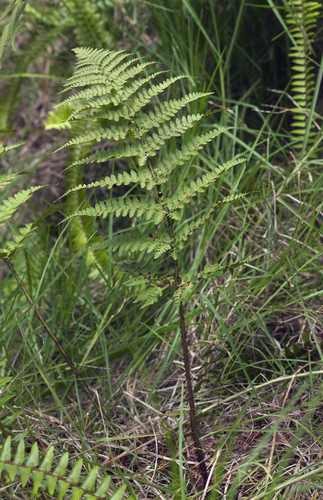 Dryopteris hawaiiensis